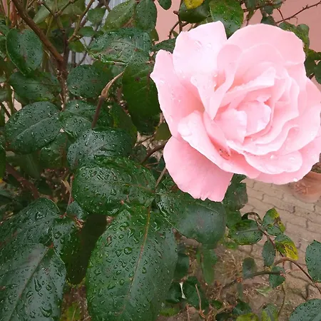 Smeralda Room's Accommodatie bij particulieren