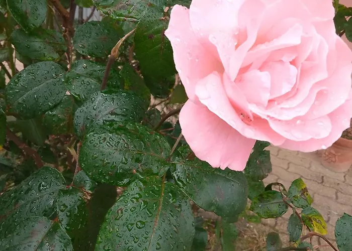 Smeralda Room's ホームステイ